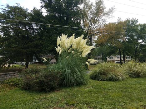 large grass plant with soft tufts and green lawn