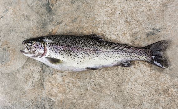 Trout on Stone 