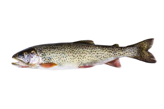 Cutthroat Trout in Perfect Condition on white background 