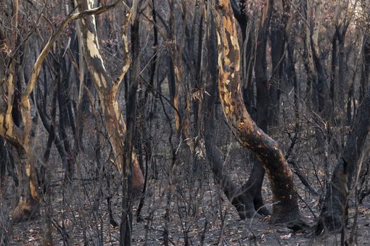 Australian bush fires burnt landscape of trees