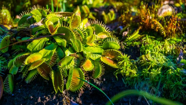 closeup of a wacky traps, popular dutch cultivar of the venus flytrap, tropical carnivorous plant specie