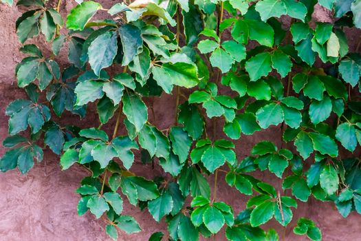 the foliage of a giant grape vine plant, tropical and popular cultivated plant specie in horticulture