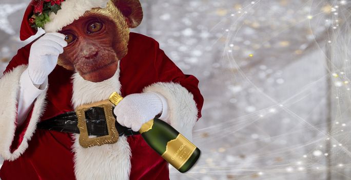 Christmas Chimp wearing a santa claus robe costume and holding a champagne bottle isolated on a white background with stars