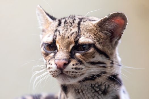 Margay, Leopardus wiedii, a rare South American cat