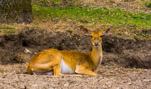 closeup portrait of a female eld's deer laying on the ground, Endangered animal specie from South Asia