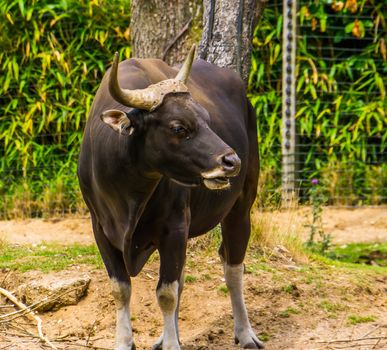closeup portrait of a black banteng bull, Endagered cattle specie from Indonesia