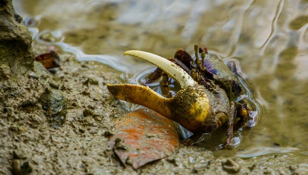 closeup portrait of a male fiddler crab with a huge claw, tropical crustacean specie
