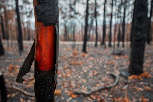 Beautiful wood underneath the charred bark of recent bush fire