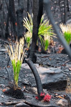 Fireproof plants and trees regenerating after bush fire
