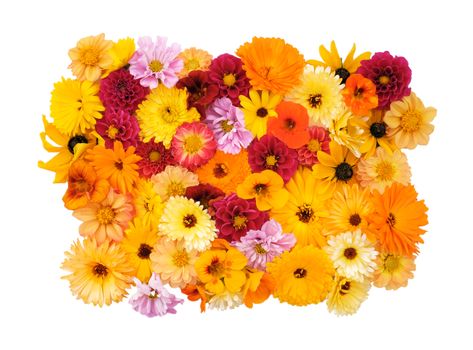 Collection of mixed garden flowers on white