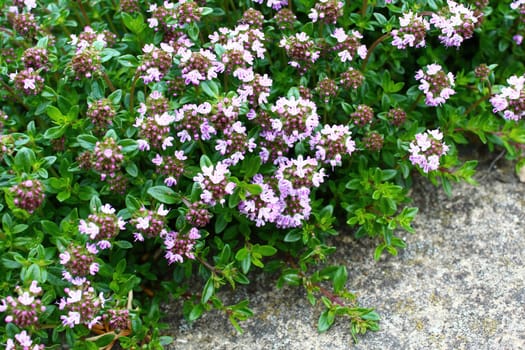 blossoming thyme in the garden