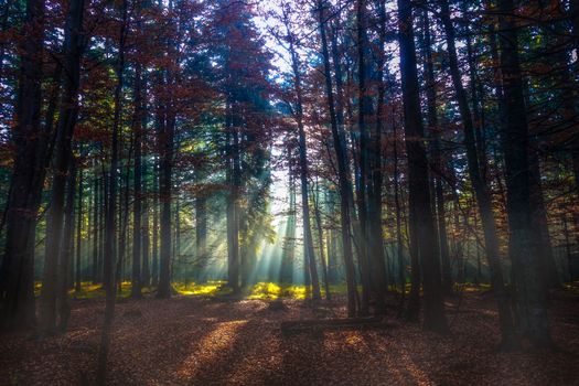 Beams of light in autumn forest