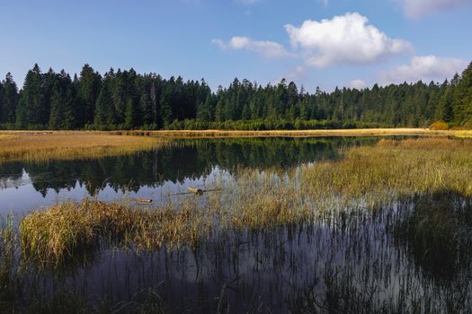 Black lake and marshes, forest in background on Pohorje mountain, Slovenia