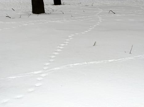 Trekker and footprints in the snow.