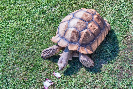 African spurred tortoise aka sulcata tortoise eating chicory