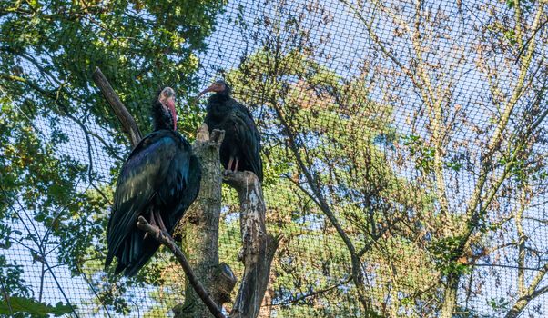 two glossy black northern bald hermit ibis birds sitting in a tree top amazing closeup bird portrait of a endangered tropical bird