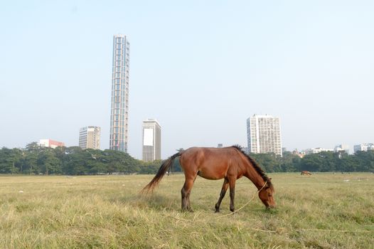 A horse grazing at Maidan area open playground (Brigade Parade ground ) in Summer Sunset time. Kolkata, west Bengal India South Asia Pac