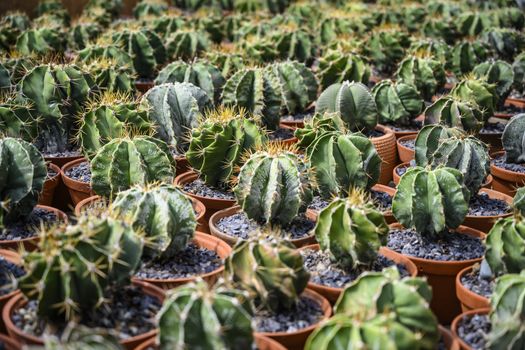 Group of cacti in brown pots