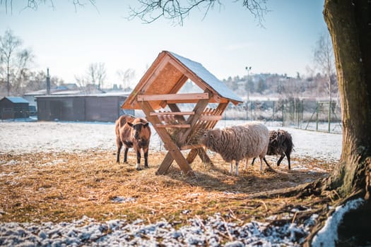 Goats and sheep on the barnyard near feeder. Winter farm scene. Nice sunny winter weather