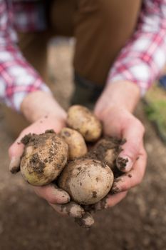Farmer showing freshly dug potatoes 