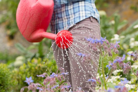 Woman watering her flowers with red watering can