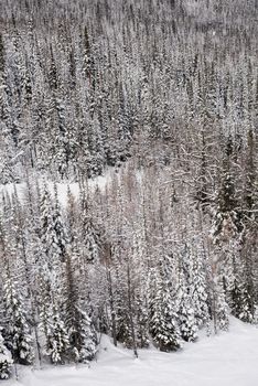Snow covered pine trees on the alp mountain slope