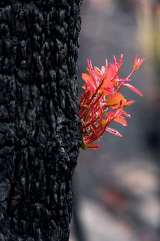 Trees burst forth with fresh new leaves after bush fire