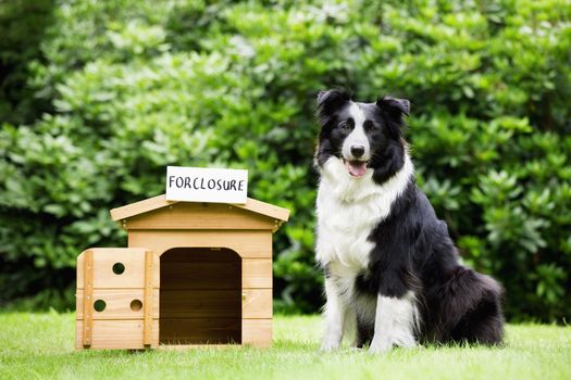 Sheepdog standing beside dog house