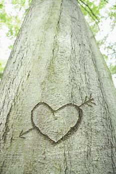 An arrow and heart carved into a tree