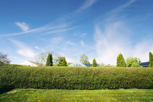 Hedge in a yard with a green lawn in the summer
