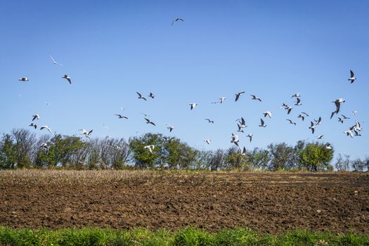 Seagulls flying over a ploughed field