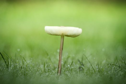 Lonely mushroom in the dew