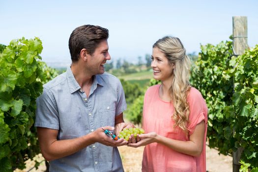 Smiling couple holding grapes and pruning shears at vineyard