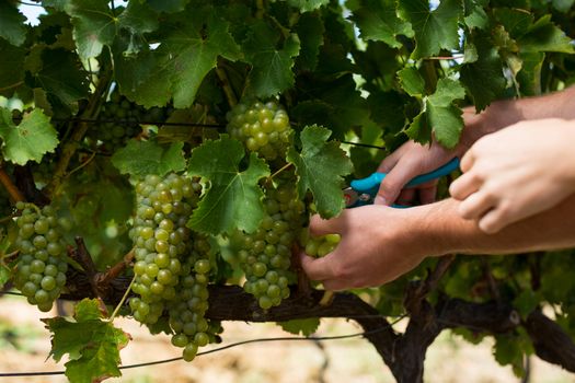 Hands of couple using pruning shears at vineyard