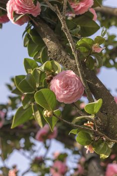 Pink camelia on blue sky in Asukayama park in the Kita district 