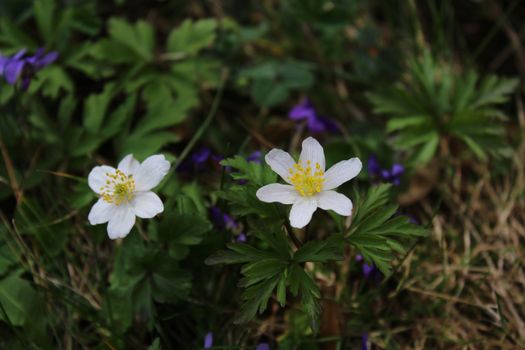 anemones and violets in the garden