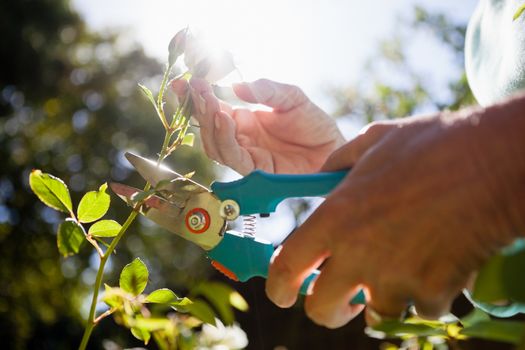 Close-up of senior woman cutting flower stem with pruning shears