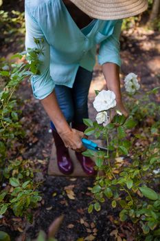 Low section of senior woman cutting flowers with pruning shears