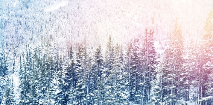 Snowy pine trees on alp mountain slope