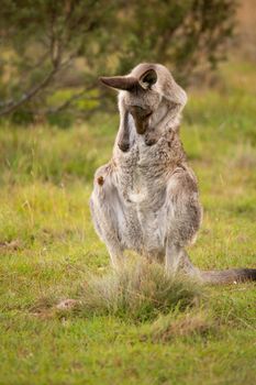 Kangaroo having a tummy scratch