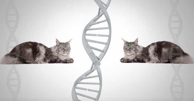 Clone twin cats with genetic DNA