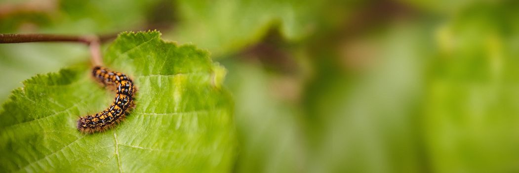 Caterpillar on a green leaf 