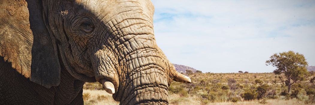 Composite image of close-up of elephant showing its tusk
