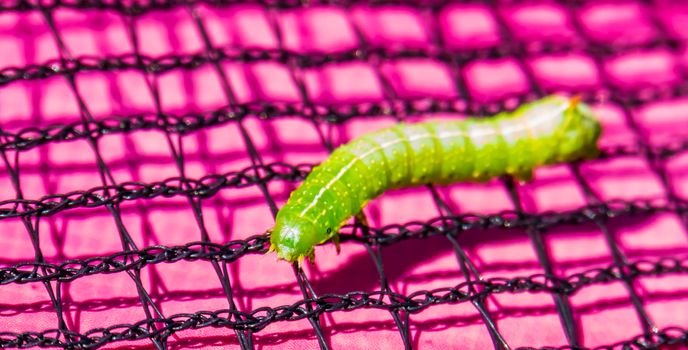 closeup of a angle shades caterpillar