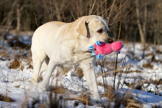 yellow labrador in winter in snow with a toy