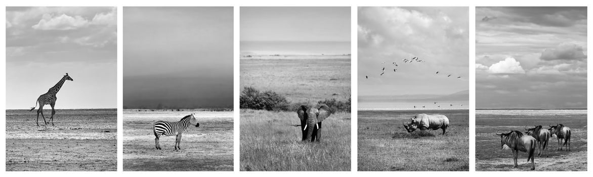 Black and white collage of wildlife photos, safari pictures of a giraffe, zebra, elephant, rhino and wildebeest, adventure travel to Africa, Kenya