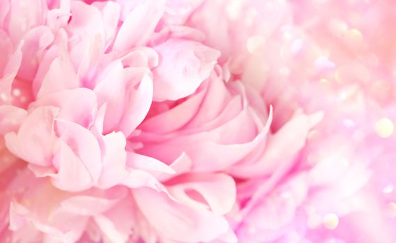 Closeup of peony flower on soft pastel background
