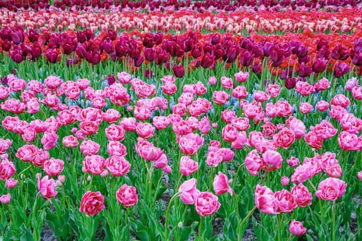 Flowerbed of tulips in the garden