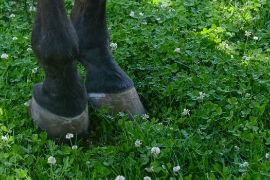 Horse hooves on the lawn. Horse grazing