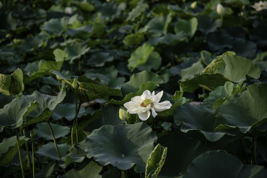 White lotus in the lake in Hue city, Vietnam